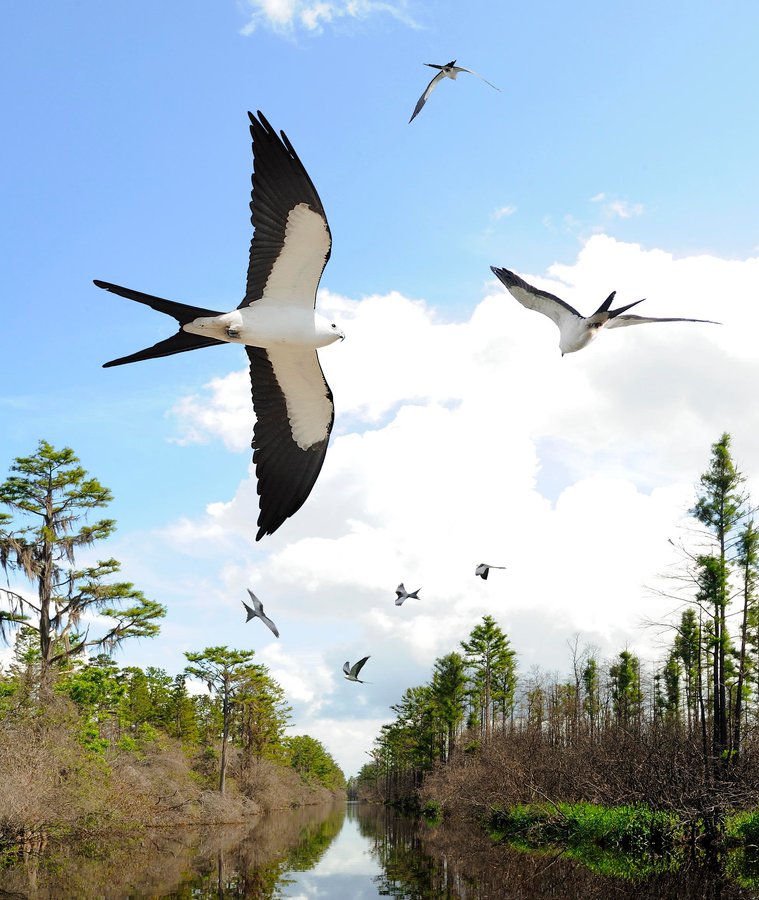 Swallow-tailed Kite 2